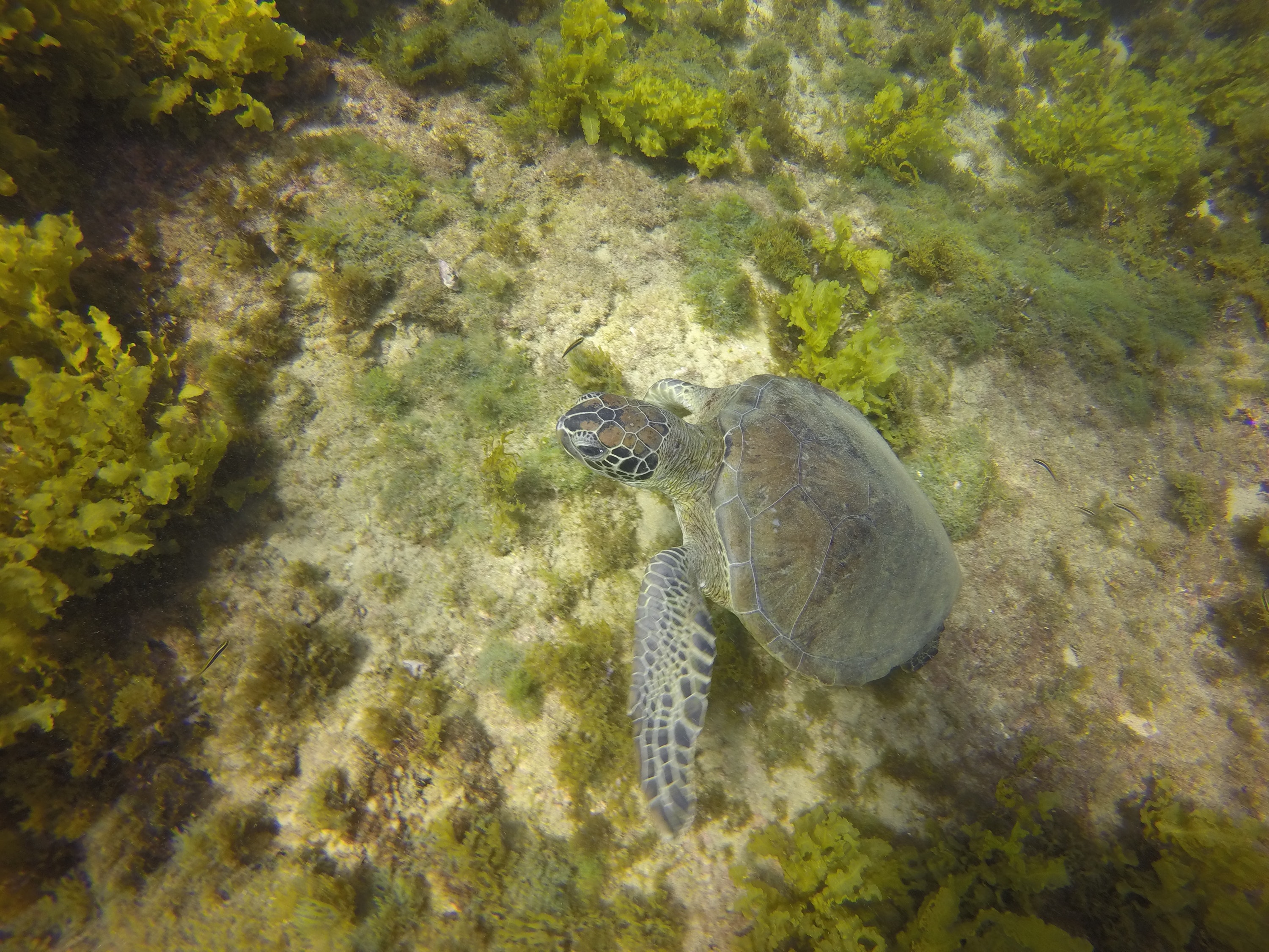 Green Turtle